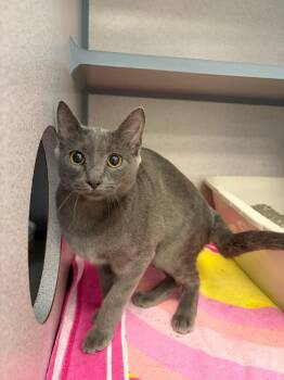 Penelope -  Domestic Short Hair Cat for Adoption in Liverpool, New York - Penelope | PetCurious