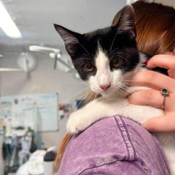 Anubis -  Domestic Short Hair Cat for Adoption in Edwardsville, Illinois - Anubis | PetCurious