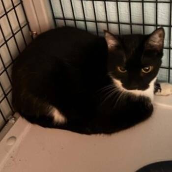 Selene (26-3559) -  Domestic Short Hair Cat for Adoption in Gordonsville, Tennessee - Selene (26-3559) | PetCurious