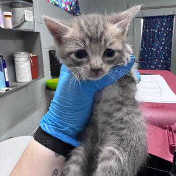 Blaire -  Domestic Short Hair Cat Available for Adoption in Summerville, South Carolina - Blaire | PetCurious
