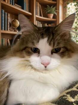 Domestic Long Hair Cats Available for Adoption - RILEY | PetCurious