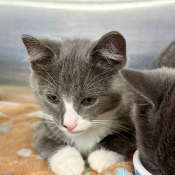 Severide -  Domestic Short Hair Cat for Adoption in Buffalo, New York - Severide | PetCurious