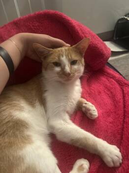 Smokey Buns -  Domestic Short Hair Cat for Adoption in New York, New York - Smokey Buns | PetCurious