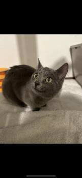 Rescue Russian Blue Cats for Adoption in Folsom, California - Cellie | PetCurious