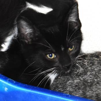 Rescue Domestic Short Hair Cats for Adoption in Rifle, Colorado - Seabird (25-3S-1) | PetCurious