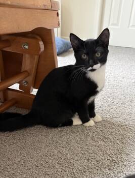 Stache -  Domestic Short Hair Cat for Adoption in Greenwood, Indiana - Stache | PetCurious