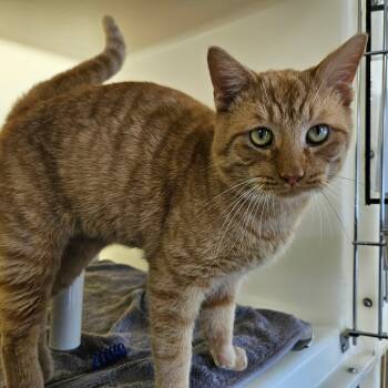 Rescue Domestic Short Hair Cats for Adoption in Harrisonburg, Virginia - Mars | PetCurious