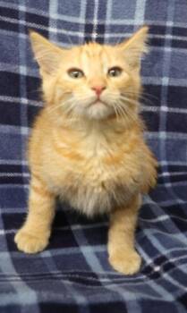 Java -  Domestic Short Hair Cat for Adoption in Thief River Falls, Minnesota - Java | PetCurious
