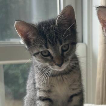 Sarah -  Domestic Short Hair Cat for Adoption in Hopkinton, Massachusetts - Sarah | PetCurious