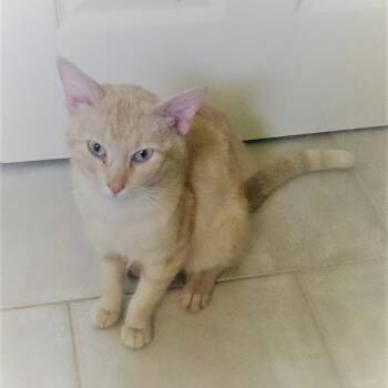 Rescue Domestic Short Hair and Siamese Cats for Adoption in Houston, Texas - Dandelion ("Dandy") | PetCurious