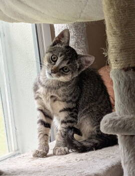 Rescue Domestic Short Hair Cats for Adoption - Hughie | PetCurious