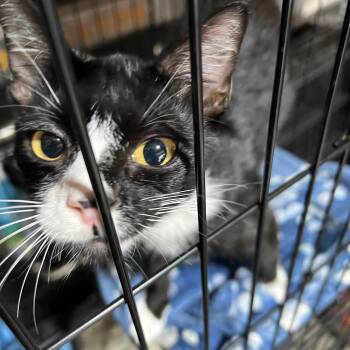 Rescue Domestic Short Hair Cats for Adoption in Newborn, Georgia - Sebastian | PetCurious