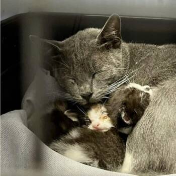 Tuxedo and Russian Blue Cats Available for Adoption in Miami, Florida - Wobbles | PetCurious