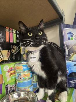 Maxine -  Domestic Medium Hair Cat for Adoption in Tucson, Arizona - Maxine | PetCurious