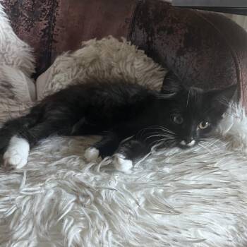 Allie -  Domestic Medium Hair Cat for Adoption in Pleasanton, California - Allie | PetCurious