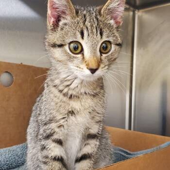 Biscuit -  Domestic Short Hair Cat for Adoption - Biscuit | PetCurious