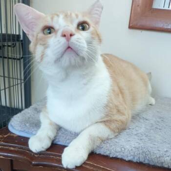 Max -  American Shorthair Cat for Adoption in Union City, New Jersey - Max | PetCurious