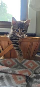 Satin -  Domestic Short Hair Cat for Adoption in Martinsville, Indiana - Satin | PetCurious