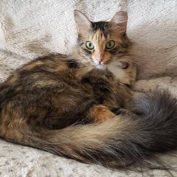 Melody 2 -  Domestic Long Hair Cat for Adoption in Bulverde, Texas - Melody 2 | PetCurious