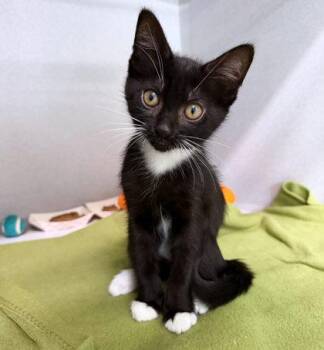 Ms. Socks -  Domestic Short Hair Cat for Adoption in Sacramento, California - Ms. Socks | PetCurious