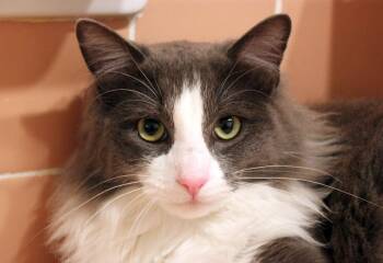 Domestic Long Hair Cats Available for Adoption - Erwin | PetCurious