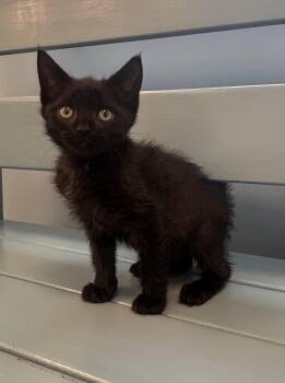 Thor -  Domestic Short Hair Cat for Adoption in Georgetown, Kentucky - Thor | PetCurious