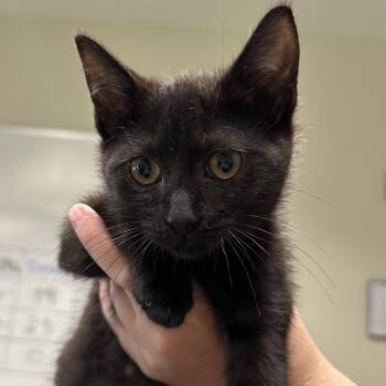 Binx -  Domestic Short Hair Cat for Adoption in Chattanooga, Tennessee - Binx | PetCurious