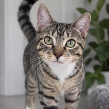 Aston -  Domestic Short Hair Cat for Adoption in Buffalo, New York - Aston | PetCurious