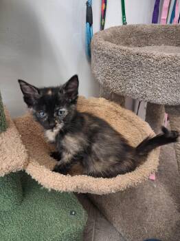 Domestic Short Hair Cats Available for Adoption - DJ | PetCurious