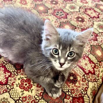 Grayson -  Domestic Medium Hair Cat for Adoption in Santa Rosa, California - Grayson | PetCurious