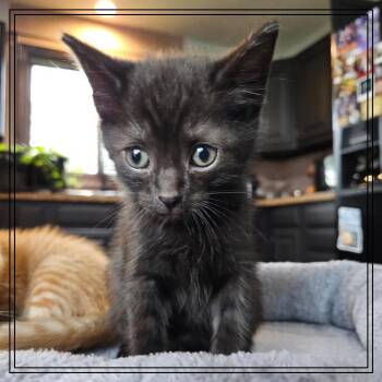 Boo -  Domestic Short Hair Cat for Adoption in Monroe, Michigan - Boo | PetCurious