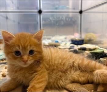 Tommy -  Domestic Short Hair Cat for Adoption in Chesapeake Beach, Maryland - Tommy | PetCurious