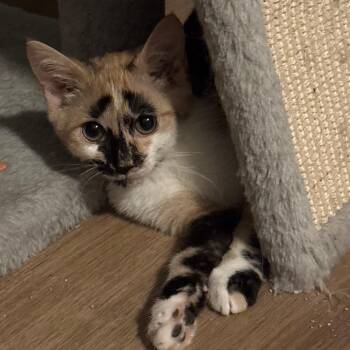 Silly Goose! -  Domestic Short Hair Cat for Adoption in Johnstown, Pennsylvania - Silly Goose! | PetCurious