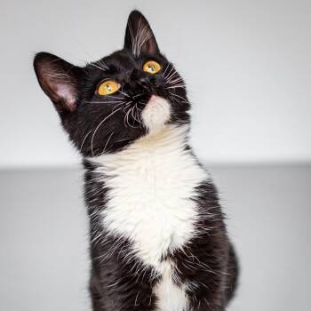 Domestic Short Hair Cats Available for Adoption - Kiara | PetCurious