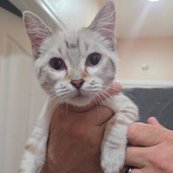 Cheerio 53591 -  Domestic Short Hair Cat for Adoption in Las Vegas, Nevada - Cheerio 53591 | PetCurious
