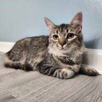 Rescue Tabby and Domestic Medium Hair Cats for Adoption in Greensburg, Pennsylvania - Keppra | PetCurious