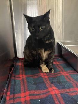 Rescue Domestic Short Hair Cats for Adoption in Covington, Georgia - 22886 | PetCurious