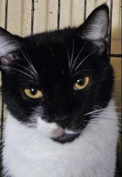 Rescue Domestic Short Hair Cats for Adoption in Evans City, Pennsylvania - Sage | PetCurious