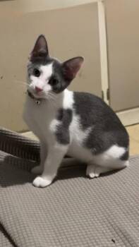 Rescue American Shorthair Cats for Adoption in Rochester, New York - Misty | PetCurious