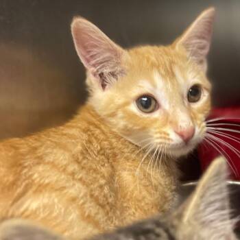 Domestic Short Hair Cats Available for Adoption in Valley, Alabama - Tango | PetCurious