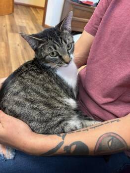 Marilynne -  Domestic Short Hair Cat for Adoption in Lorain, Ohio - Marilynne | PetCurious