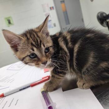 Air Fryer -  Domestic Short Hair Cat for Adoption in Chattanooga, Tennessee - Air Fryer | PetCurious