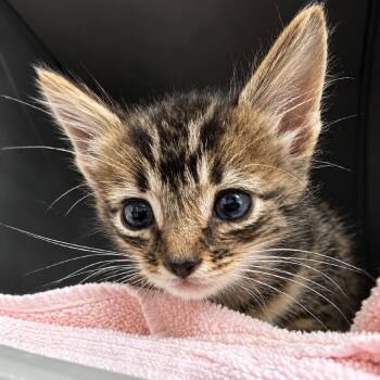 Unearthly Echo 29 -  Domestic Short Hair Cat for Adoption in Austin, Texas - Unearthly Echo 29 | PetCurious