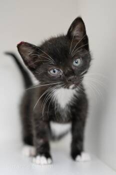 Tulip -  Domestic Medium Hair Cat Available for Adoption in Elmwood, Louisiana - Tulip | PetCurious