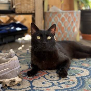 Rescue Domestic Short Hair Cats for Adoption in Chicago, Illinois - Falcon | PetCurious