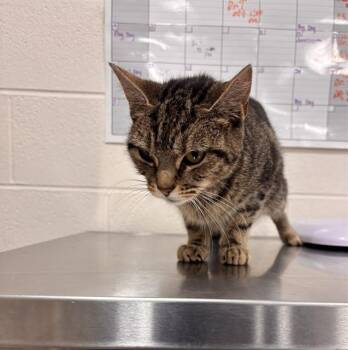 SHORTCAKE -  Domestic Short Hair Cat for Adoption - SHORTCAKE | PetCurious