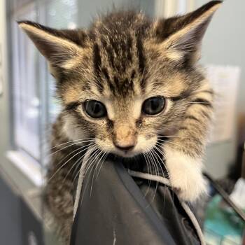 Domestic Short Hair Cats Available for Adoption in Greensboro, North Carolina - Excalibur | PetCurious