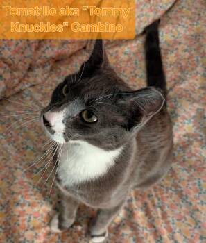 Rescue Domestic Short Hair Cats for Adoption in Albuquerque, New Mexico - Tomatillo Aka "Tommy Knuckles" Gambino | PetCurious