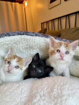 Romeo -  Domestic Medium Hair Cat for Adoption in Fruit Heights, Utah - Romeo | PetCurious