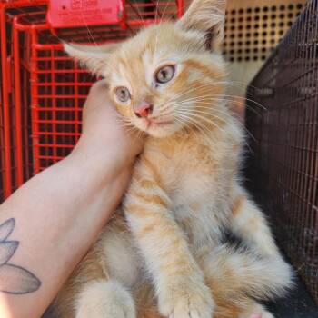 Domestic Short Hair Cats Available for Adoption in Birmingham, Alabama - Lonnie | PetCurious